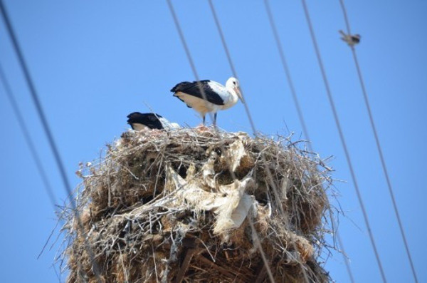 Amasya'da 300 yıldır rehberlik ediyor! Geleceği hissedebiliyorlar - Resim: 1