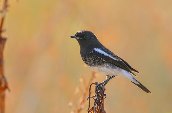 Haberi duyan Hatay'a akın etti: Bin kilometrelik yolu göze alarak buraya geldik - Resim: 1