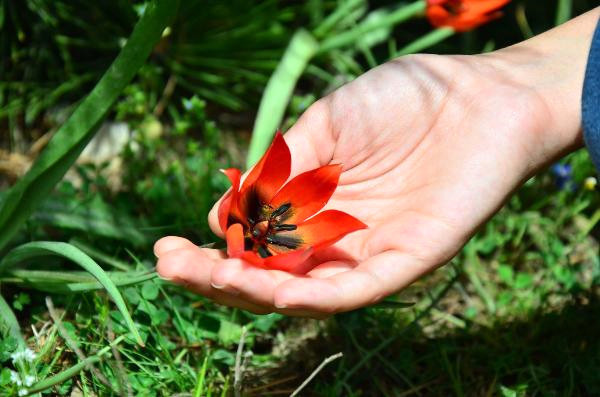 Bu çiçeği görürseniz sakın dokunmayın - Resim: 4