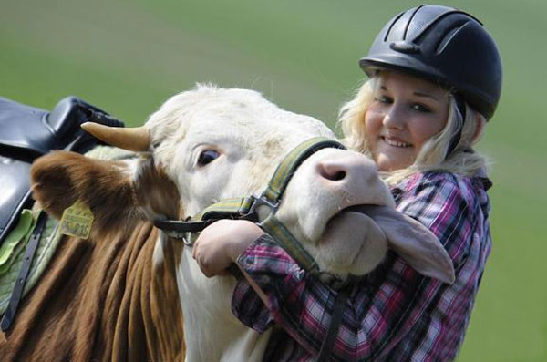 Kendini at sanan ineğin şovu - Resim: 4