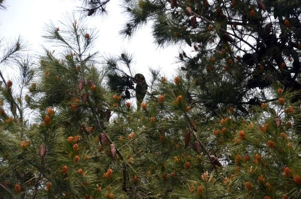 Avcılar’da ağaçlar papağanla doldu bakan bir daha baktı - Resim: 4