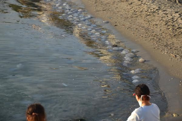 Korkutan görüntü! Avcılar sahilini dev denizanaları istila etti - Resim: 3