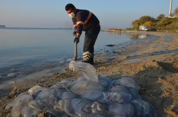 Korkutan görüntü! Avcılar sahilini dev denizanaları istila etti - Resim: 4
