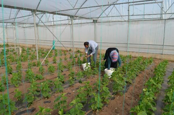 Anadolu’nun bozkırında kurduğu serada yılda 3 kez hasat yapıyor! Paraya para demiyor - Resim: 3