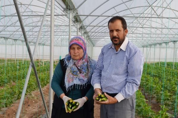 Anadolu’nun bozkırında kurduğu serada yılda 3 kez hasat yapıyor! Paraya para demiyor - Resim: 1