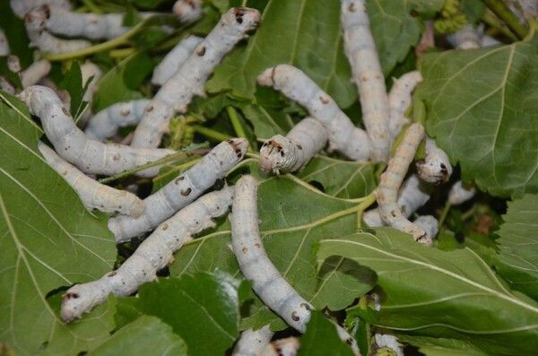 Aylık 7 bin TL kazandırıyor! İmam hatipken görüp İzmir'de bu işe başladı - Resim: 2