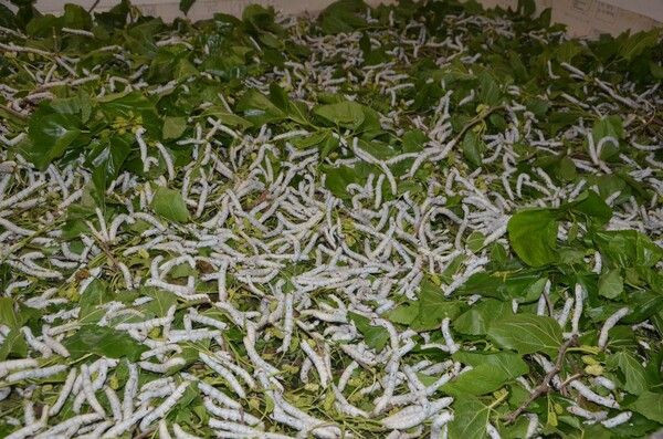 Aylık 7 bin TL kazandırıyor! İmam hatipken görüp İzmir'de bu işe başladı - Resim: 3