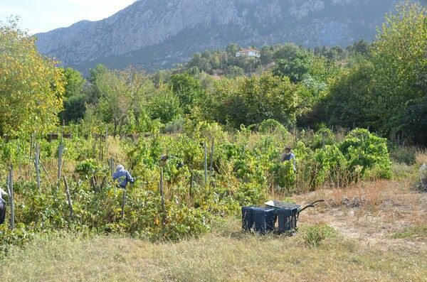 Antalya'da 5 saat kaynatılıp kilosu 50 TL'ye satılıyor! Oldukça zahmetli: Sırrı beyaz... - Resim: 2