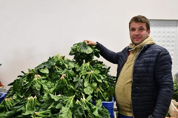 Ispanaktan zehirlenme vakalarının ardından kilosu 4 liradan 2 liraya düştü - Resim: 1