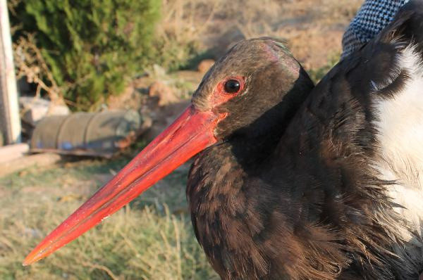 Aksaray'da ortaya çıktı! Çok nadir görüntüleniyor - Resim: 0