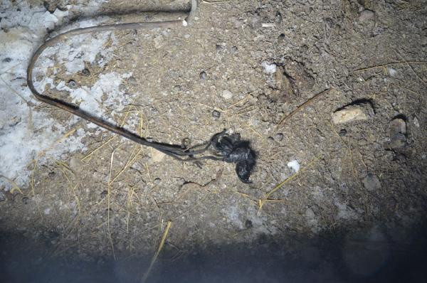 Sadece kar topu oynamak istemişti! Van'da 8 yaşındaki çocuk feci şekilde can verdi - Resim: 0