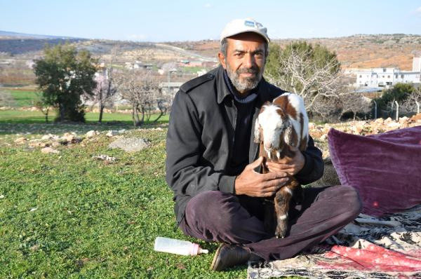 Adıyaman'da eşek ve oğlağı gören inanamadı: Bu durum bizi şaşkına çevirdi - Resim: 1