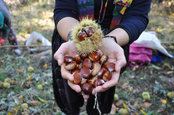 Alzheimer hastalığını önlüyor! Kütahya'da kilosu 40 TL'ye satılıyor - Resim: 0