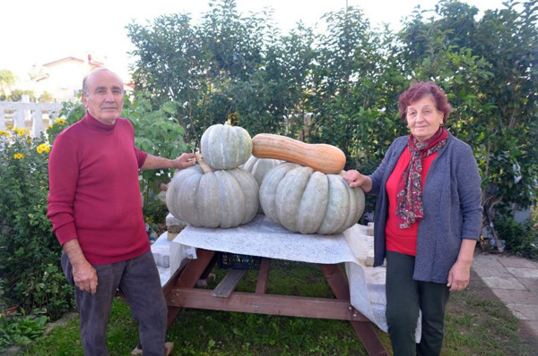 60 kilo ağırlığında! Sinop'ta gören şaştı kaldı: Tırnak batmaz sert - Resim: 0