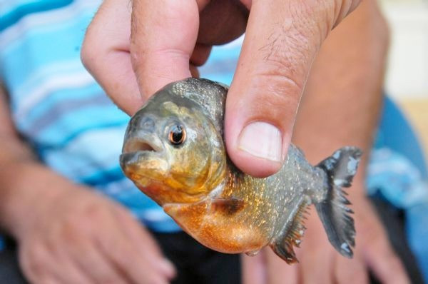 Adana'da pirana balığı baraj gölünde dehşet saçtı - Resim: 3