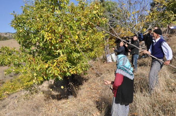 Kestanenin faydaları! Meğer afrodizyakmış ve cinsel gücü... - Resim: 3
