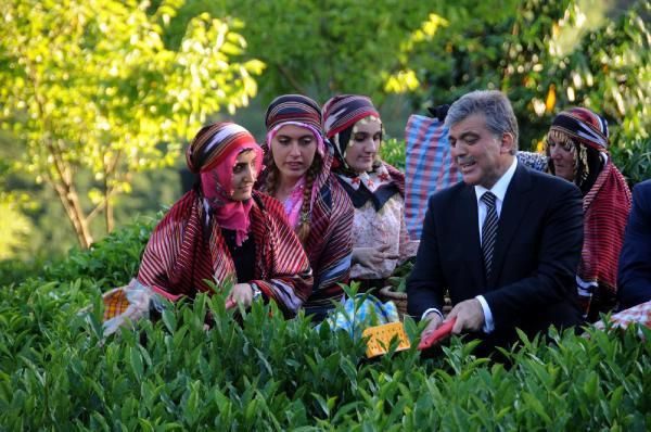Abdullah Gül çay topladı - Resim: 2