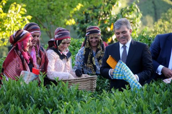 Abdullah Gül çay topladı - Resim: 3