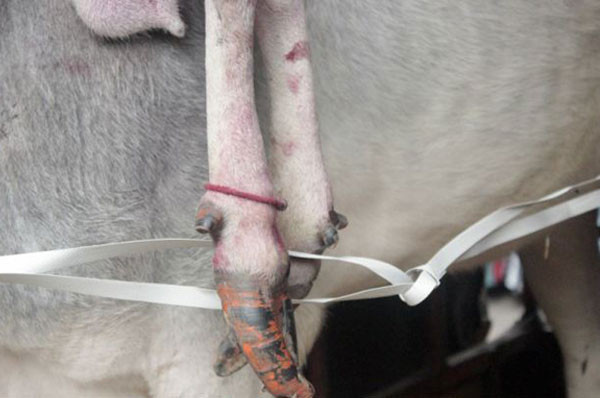 5 Bacaklı kutsal inek görenleri şaşkına çeviriyor! - Resim: 3