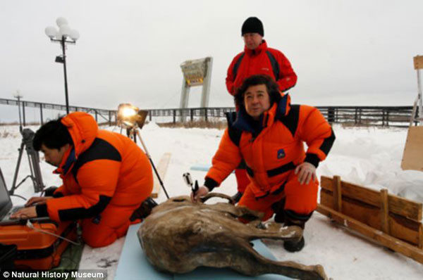 42 bin yaşındaki mamut fosili - Resim: 2