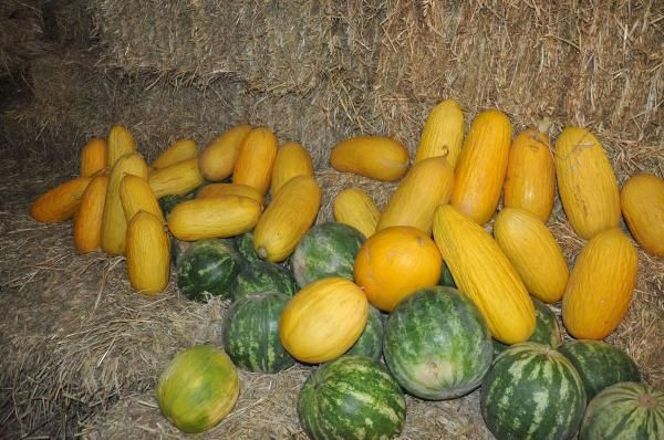 Tekirdağ'da hırsız almaza talep yağıyor para üstü olarak veriyorlar! - Resim: 3