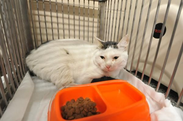 İzmir'de enkazdan günler sonra çıkartıldılar! Bakın ne isim verildi - Resim: 4