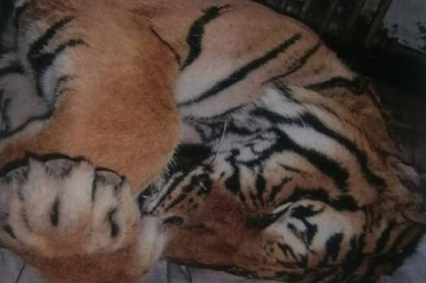 Nesli tükenmek üzereydi! Çin'de derisini ve kemiklerini sattılar - Resim: 0