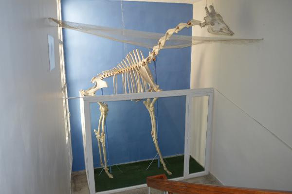 Türkiye'de tek Elazığ'da bulunuyor! 5,5 metre uzunluğunda - Resim: 0