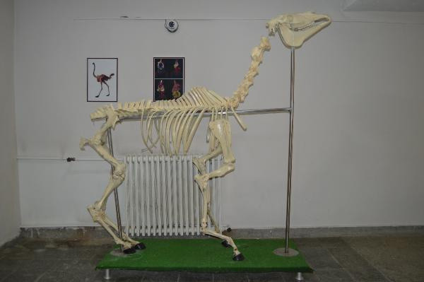 Türkiye'de tek Elazığ'da bulunuyor! 5,5 metre uzunluğunda - Resim: 1