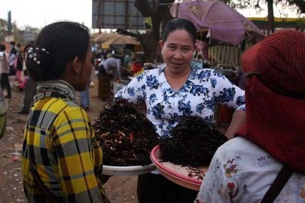 Çerez gibi kızarmış örümcek yiyorlar! Sebebi ise  - Resim: 1