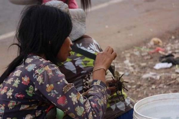 Çerez gibi kızarmış örümcek yiyorlar! Sebebi ise  - Resim: 3