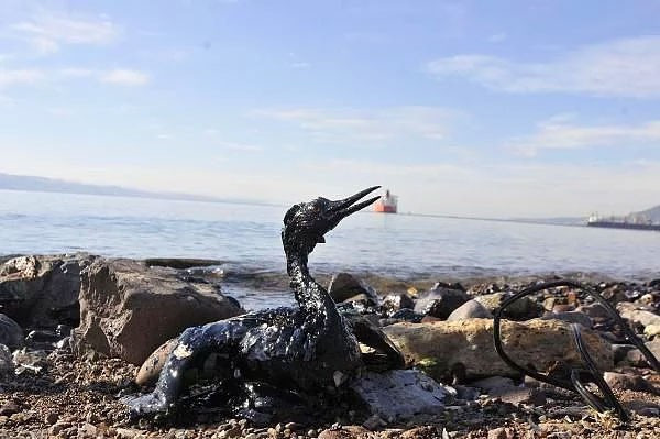 Kocaeli'nde çevre felaketi hayvanlar içler acısı durumda! - Resim: 4
