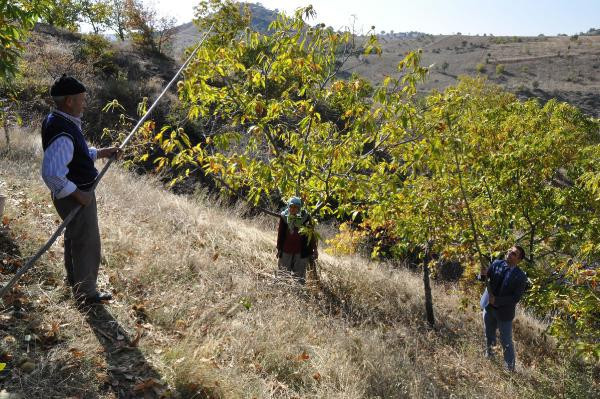 Kestanenin faydaları! Meğer afrodizyakmış ve cinsel gücü... - Resim: 1