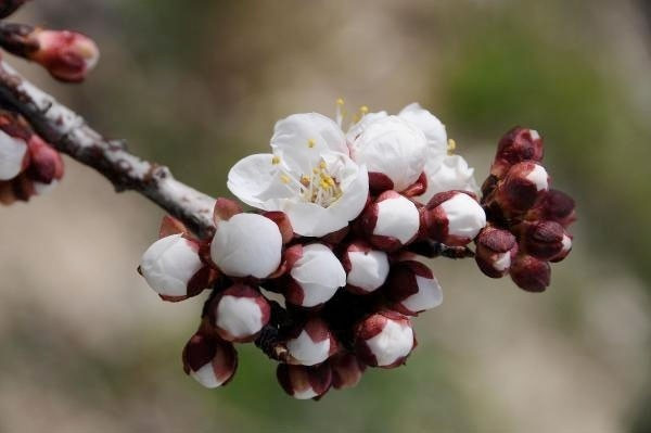 Cemre tarihleri ilk cemre ne zaman nereye düşecek? - Resim: 4