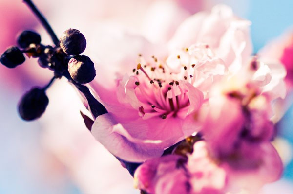 Cemre ne zaman düşecek 2017'de toprak hava ve suya... - Resim: 1