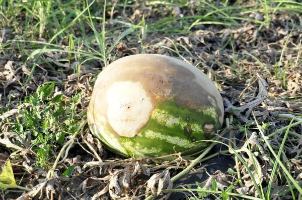Kavun ve karpuzların halini gören çiftçi şoka girdi - Resim: 1