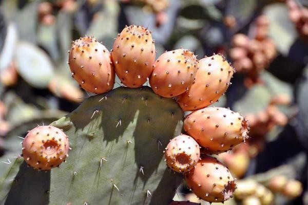 Aşırı sıcakta bununla serinliyorlar - Resim: 1