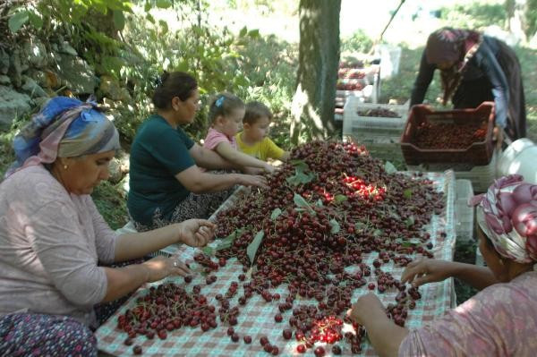 İngiltere Kraliyeti'nin özel sipariş verdiği Çığşar kirazı - Resim: 1