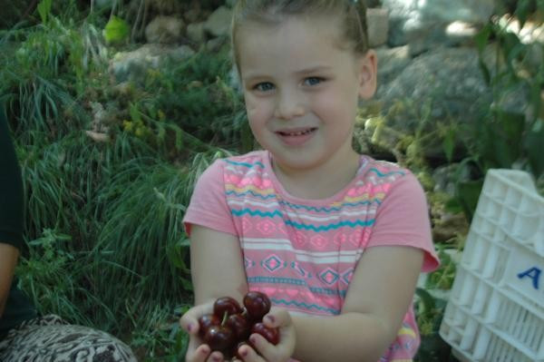 İngiltere Kraliyeti'nin özel sipariş verdiği Çığşar kirazı - Resim: 2