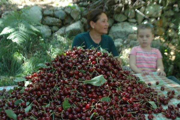 İngiltere Kraliyeti'nin özel sipariş verdiği Çığşar kirazı - Resim: 3