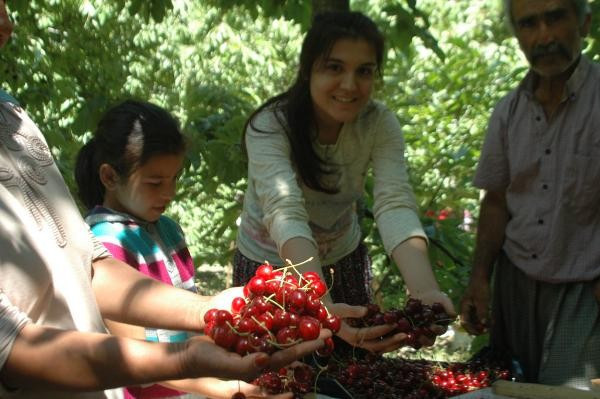 İngiltere Kraliyeti'nin özel sipariş verdiği Çığşar kirazı - Resim: 4
