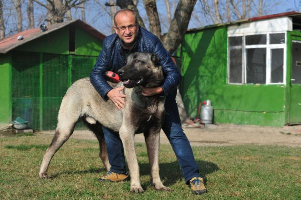 Otomobil fiyatına Kangal köpeği! Yaşını duyan şaştı kaldı - Resim: 4
