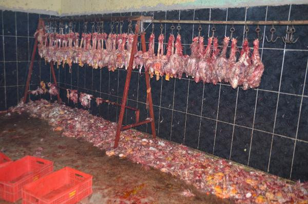 Mide bulandıran görüntü! Kaçak tavuk kesimhanesine baskın - Resim: 3