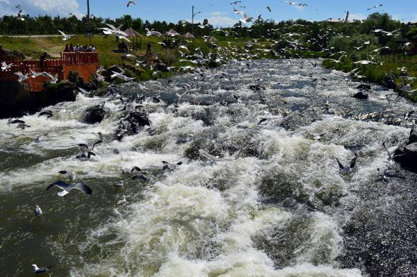 Bu görüntüler Van'dan: Nefes kesen yolculuk! - Resim: 2