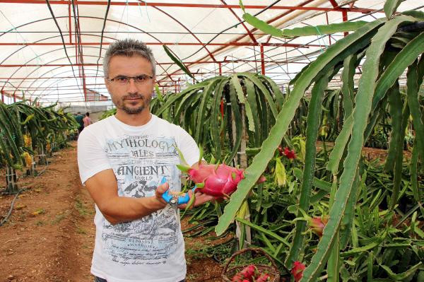 Sebzeleri söküp ejder meyvesi diktiler paraya para demiyorlar! - Resim: 1
