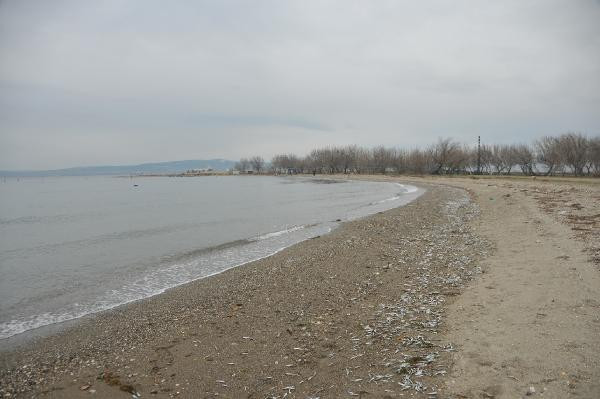 Doğada korkutan görüntü: Binlercesi karaya vurdu! - Resim: 1