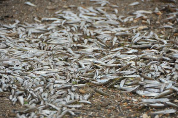 Doğada korkutan görüntü: Binlercesi karaya vurdu! - Resim: 2