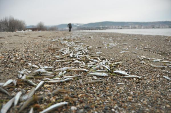 Doğada korkutan görüntü: Binlercesi karaya vurdu! - Resim: 3