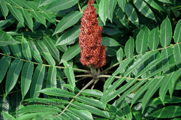 Şeker hastalığına son - Resim: 1