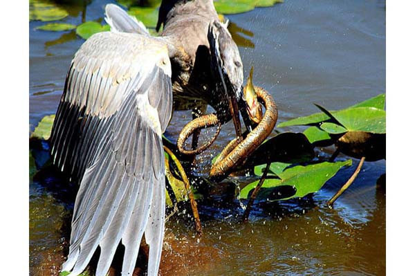 Doğanın vahşilerinin ürkütücü halleri - Resim: 2